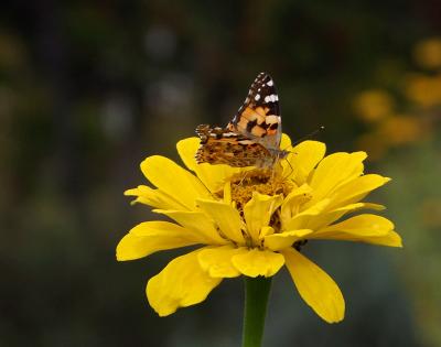 Прикрепленное изображение: 001.jpg